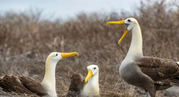 Symbolisme, rêves et messages de l'albatros