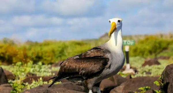 Symbolisme de l'albatros