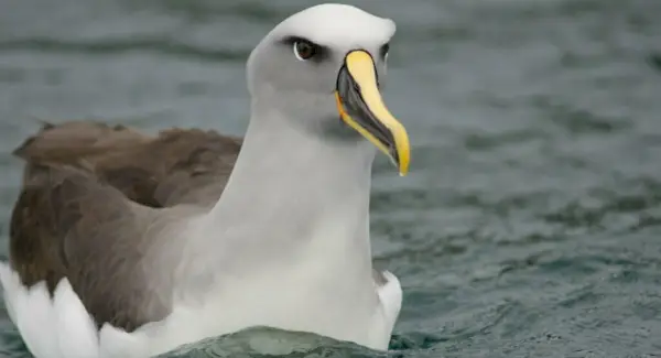 Totem Albatros, rêves et messages