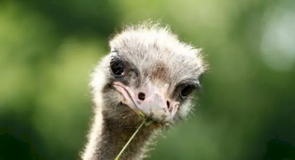 Symbolisme de l'autruche, signification de l'autruche, totem d'autruche, rêve d'autruche et messages