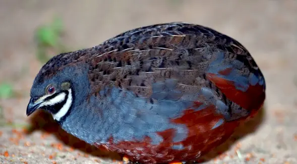 Totem de codorna azul asiática, sonho de codorna e mensagens