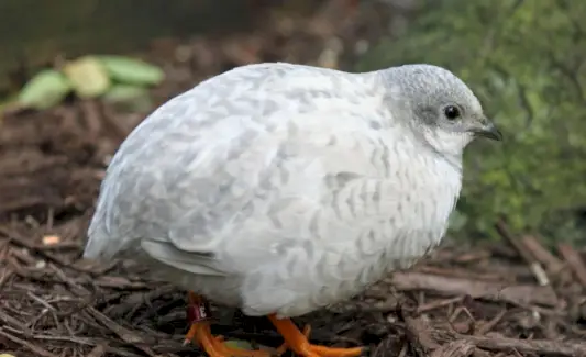 Symbolika przepiórki