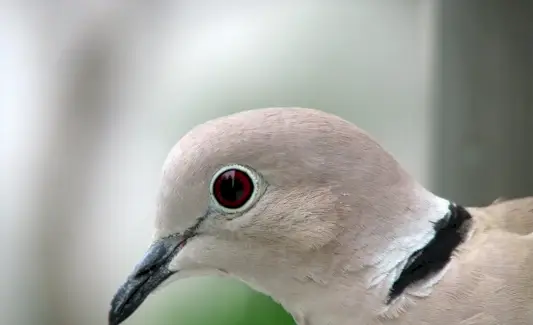 Pomba com colarinho, Simbolismo da pomba, Significado da pomba, Totem da pomba, Sonhos da pomba, Simbolismo da pomba, Mensagens da pomba Mensagens de animais, Totens