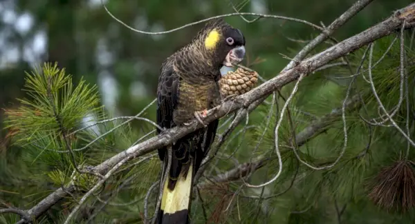 Symbolisme, rêves et messages des cacatoès