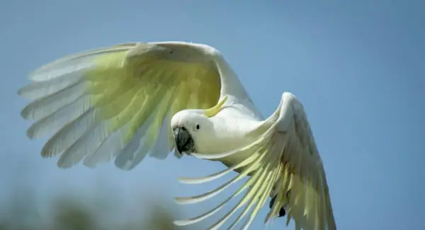 Symbolisme du cacatoès