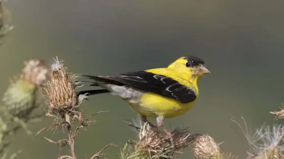 Chardonneret, Messages Animaux, Totems, Symbolisme Du Chardonneret, Signification Du Chardonneret, Totem De Chardonneret, Rêve De Chardonneret, Messages