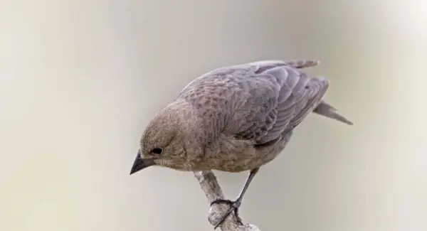 Totem Vacher, Rêves et Messages