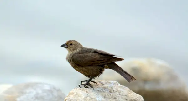 Symbolisme du vacher