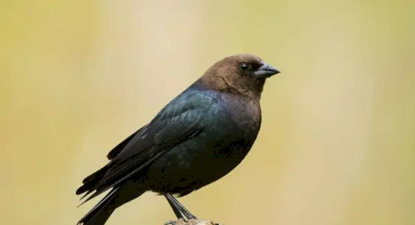 Symbolisme, rêves et messages du vacher