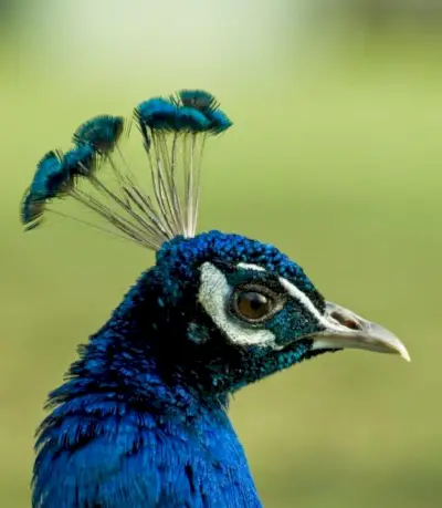 Simbolismo do Pavão, Significado do Pavão, Totem do Pavão, Sonho do Pavão e Mensagens