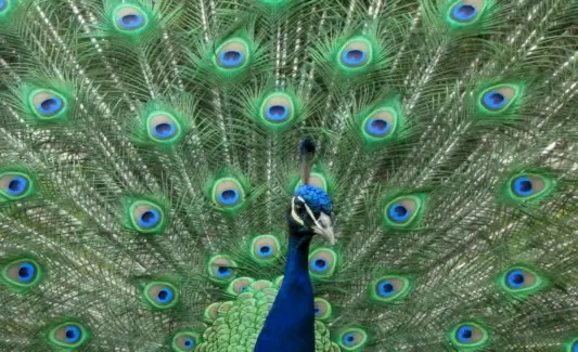 Totem do Pavão, Sonho do Pavão e Mensagens