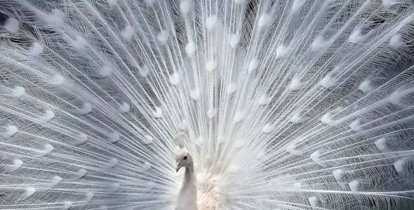 Significado do pavão branco