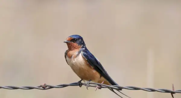 Totem, sonhos e mensagens da andorinha de celeiro