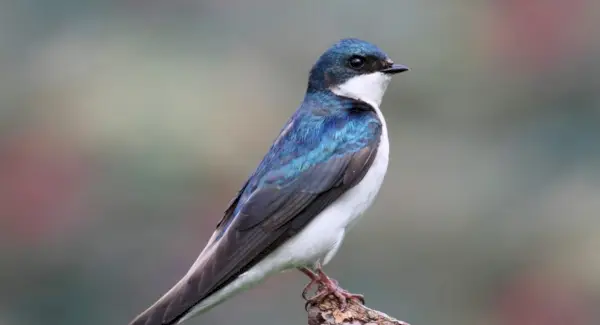 Simbolismo, sonhos e mensagens da andorinha de árvore