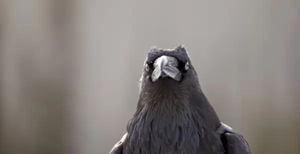 Corbeau, Signification du Corbeau, Totem du Corbeau, Rêve du Corbeau, Symbolisme du Corbeau, Oiseaux, Spirit-Animals.com