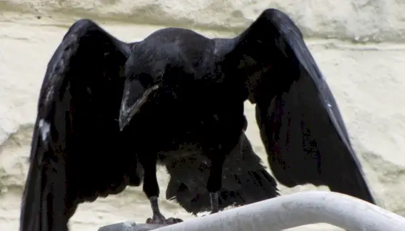 Corbeau, Signification du Corbeau, Totem du Corbeau, Rêve du Corbeau, Symbolisme du Corbeau, Oiseaux, Spirit-Animals.com