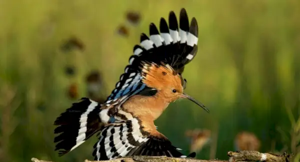 Symbolisme, rêves et messages de la huppe fasciée