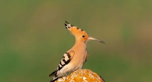 Symbolisme du sommeil