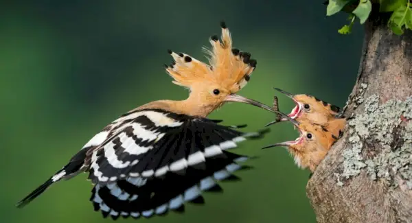 Totem Huppe fasciée, rêves et messages