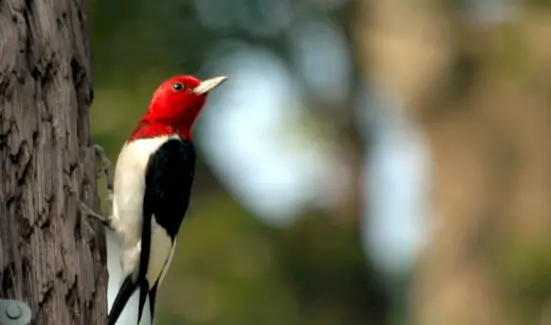 Symbolisme du pic à tête rouge, signification du pic, totem du pic, rêve du pic et messages