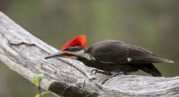 Symbolisme du pic, signification du pic, totem du pic, rêve du pic et messages