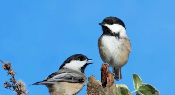 Symbolisme de la mésange