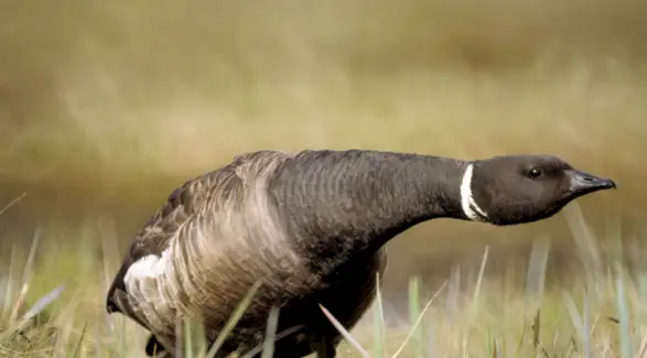 Brant ganso, pássaros, mensagens de animais e totens, simbolismo de ganso, significado de ganso, totem de ganso, sonho de ganso, mensagens