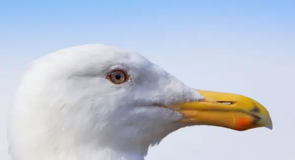 Gaivota, Pássaros, Mensagens e Totens de Animais, Spirit-Animals.com, Totem de Gaivota, Significado de Gaivota, Sonho de Gaivota, Totem Animal Espírito de Gaivota