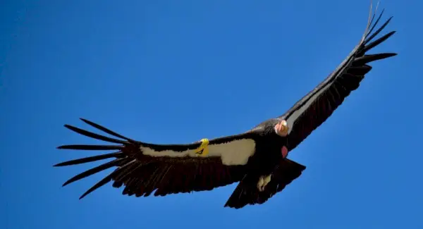 Simbolismo, sonhos e mensagens do Condor da Califórnia