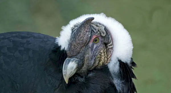 Sonhos do Condor Andino