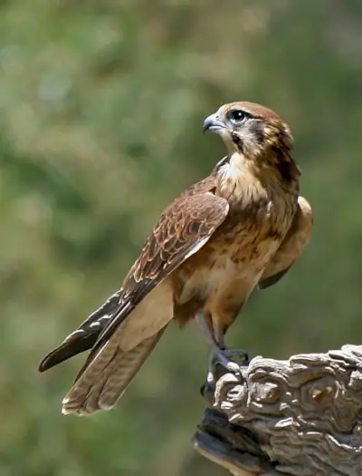 Falcon Totem, Falcon Dream e mensagens