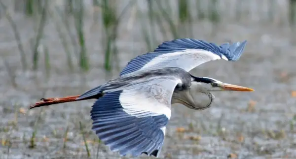 Simbolismo da Garça, Significado da Garça, Totem da Garça, Sonho da Garça e Mensagens
