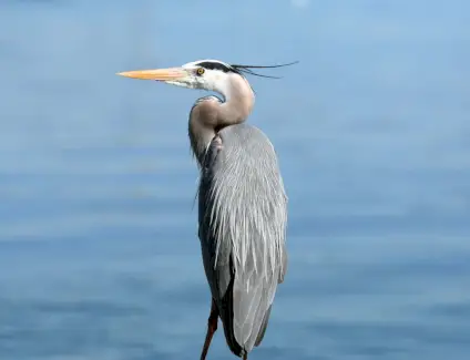 Simbolismo da Garça, Significado da Garça, Totem da Garça, Sonho da Garça e Mensagens