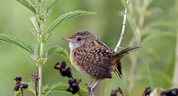 Sedge Wren Totem, Sonhos e Mensagens