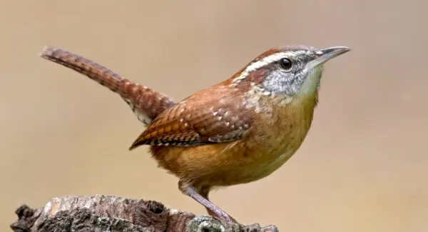 Simbolismo, sonhos e mensagens de Carolina Wren