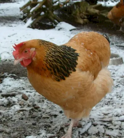 Significato e messaggi del pollo Buff Sussex