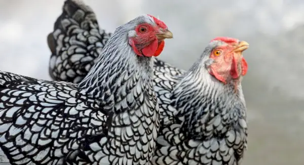 Totem di pollo Wyandotte in argento, Sogni