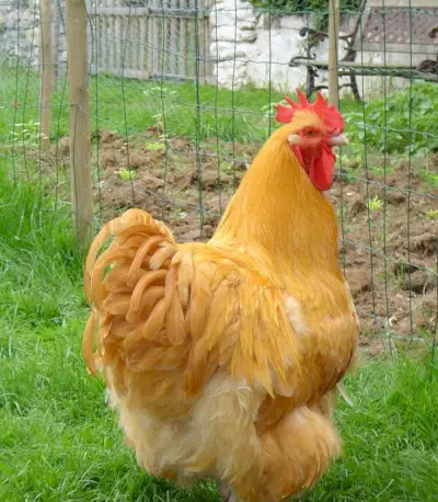 Simbolismo del pollo Buff Orpington