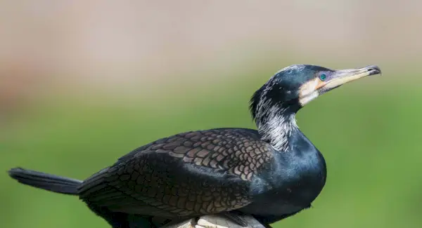 Totem cormoran, rêves et messages