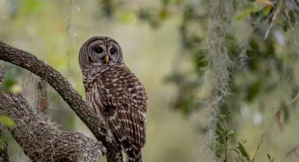 Significado da coruja barrada