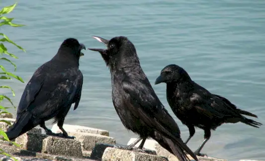 Totem do Corvo, Sonho do Corvo e Mensagens