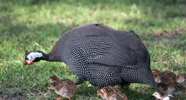 Simbolismo, sueños y mensajes de las gallinas de Guinea