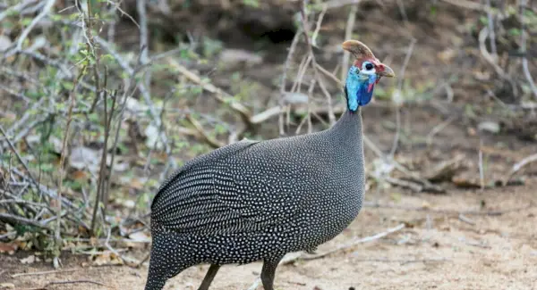 Simbolismo de las gallinas de Guinea