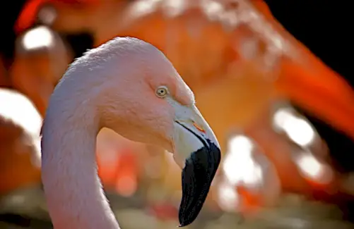 Simbolismo do Flamingo