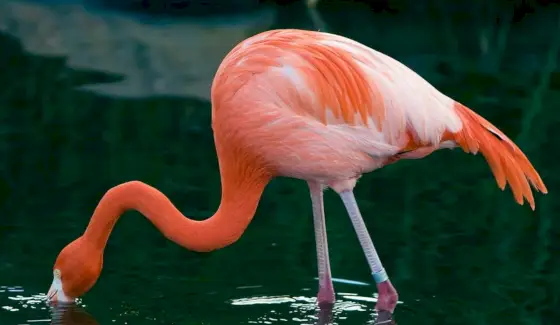Significado e mensagens flamingo