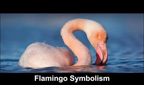 Flamingo-Symbolik