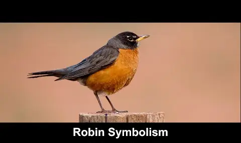 Simbolismo de Robin