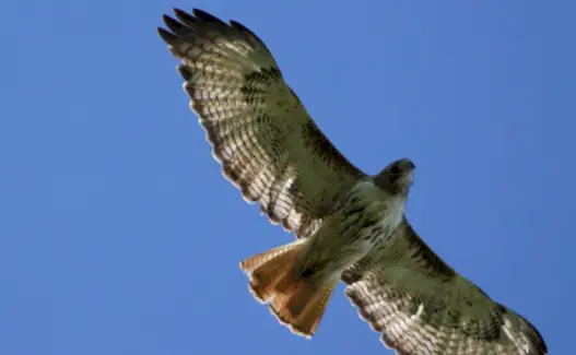 Falcão, Significado do Falcão, Sonho do Falcão, Totem do Falcão, Simbolismo do Falcão, Pássaro, Spirit-Animals.com