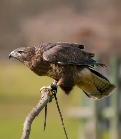 Falcão, Significado do Falcão, Sonho do Falcão, Totem do Falcão, Simbolismo do Falcão, Pássaro, Spirit-Animals.com