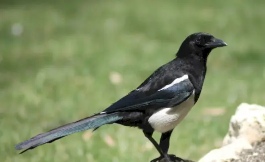 Simbolismo da pega preta